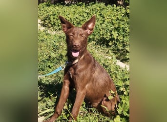 Zuckersüße TIFFANY-sucht liebevolles Für-immer-Zuhause