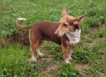 NAYA-braucht dringend wieder eine liebevolle, aktive Familie. Sie ist