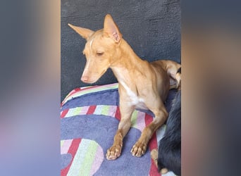 ELSA-liebevolles, zärtliches, kontaktfreudiges Mädchen sucht liebevolles Für-immer-Zuhause