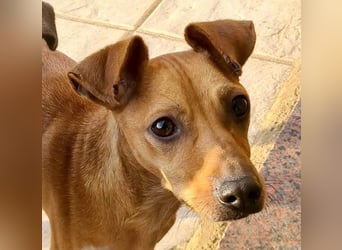 CANELA.fröhliches, lebensbeahendes, verschmustes Mädchen sucht ihr Für-Immer-Zuhause