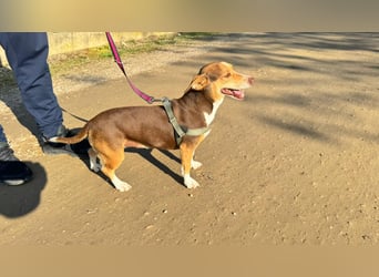 NAYA-braucht dringend wieder eine liebevolle, aktive Familie. Sie ist