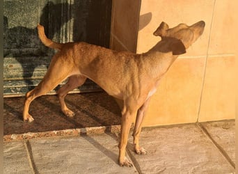 CANELA.fröhliches, lebensbeahendes, verschmustes Mädchen sucht ihr Für-Immer-Zuhause