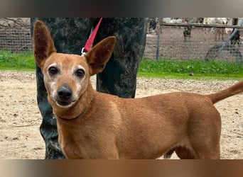 ZUMA-liebevoller Podenco mit großem Herz sucht sein Zuhause für immer