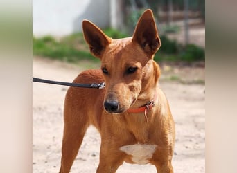 POLLOCK-verschmuster, anhänglicher, liebevoller Bub sucht sehnsüchtig liebevolles Zuhause