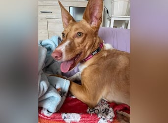 ZOEY-wartet sehnsüchtig auf Pflegestelle in 76756 Bellheim auf ihr Für-immer-Zuhause, gerne mit Lucy