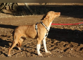 ARIEL-wunderschöne kleine Traumpodenca, sucht ihr liebevolle Zuhause