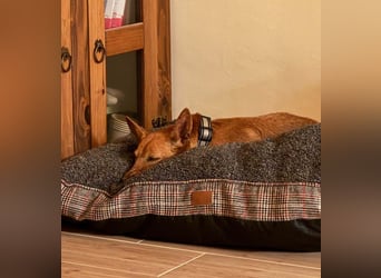 VIKTORIA-verschmust, liebevoll, unaufgeregt, läuft vorbildlich an der Leine-sucht Zuhause