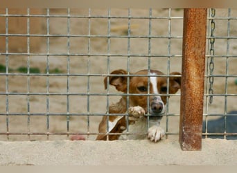 CANELA-jung, dynamisch, verschmust und auf der Suche nach leibevollem Für-immer-Zuhause