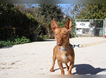 INMA-braucht dringend eine Familie der sie für den Rest ihres Lebens vertrauen kann