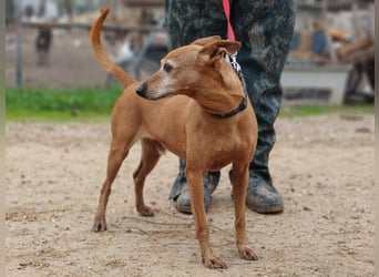 ZUMA-liebevoller Podenco mit großem Herz sucht sein Zuhause für immer