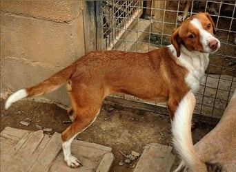 FINTIS- freundliches, bewegungsfreudiges, etwas schüchternes Mädchen sucht ihr liebevolles Zuhause