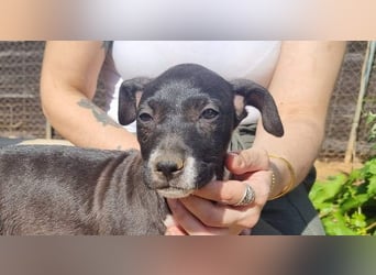 MINNESOTA-eine Herzensbrecherin sucht liebevolles, fürsorgliches Für-immer-Zuhause