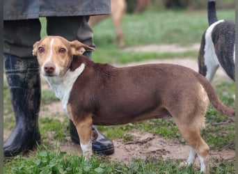 NAYA-braucht dringend wieder eine liebevolle, aktive Familie. Sie ist