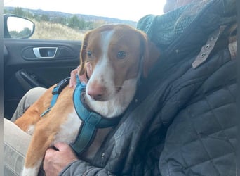 FINTIS- freundliches, bewegungsfreudiges, etwas schüchternes Mädchen sucht ihr liebevolles Zuhause