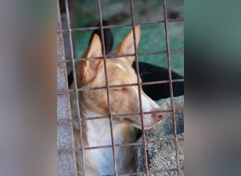 CANELO- wartet in 83146 Surheim auf liebevolles Zuhause