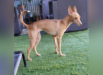 ELSA-liebevolles, zärtliches, kontaktfreudiges Mädchen sucht liebevolles Für-immer-Zuhause