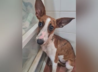 Bezaubernde FANI- kleine, zarte Fee sucht ihr liebevolles "Für-immer-Zuhause