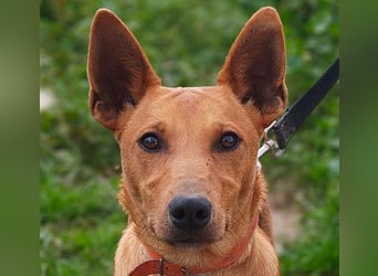 POLLOCK-verschmuster, anhänglicher, liebevoller Bub sucht sehnsüchtig liebevolles Zuhause