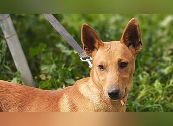 POLLOCK-verschmuster, anhänglicher, liebevoller Bub sucht sehnsüchtig liebevolles Zuhause