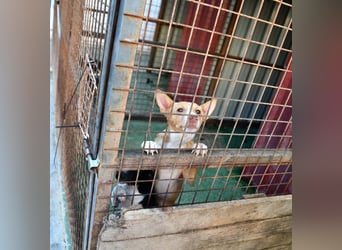 CANELO- wartet in 83146 Surheim auf liebevolles Zuhause