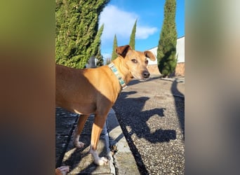 JOSUÉ-Liebe ist nicht immer laut - leiser Bub sucht endlich sein liebevolles Für-immer-Zuhause
