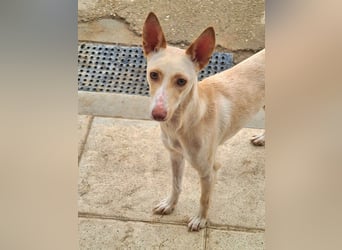 ARENA-sehr liebes, zartes, schüchternes Mädchen wartet auf ihre liebevolle Familie