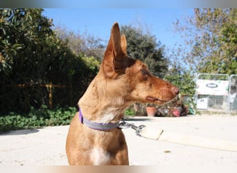 INMA-braucht dringend eine Familie der sie für den Rest ihres Lebens vertrauen kann