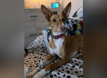 ZOEY-wartet sehnsüchtig auf Pflegestelle in 76756 Bellheim auf ihr Für-immer-Zuhause, gerne mit Lucy