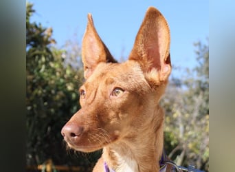 INMA-braucht dringend eine Familie der sie für den Rest ihres Lebens vertrauen kann