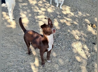 LANDO-freundlicher, fröhlicher, sanfter Bub sucht sein liebevolles Für-immer-Zuhause