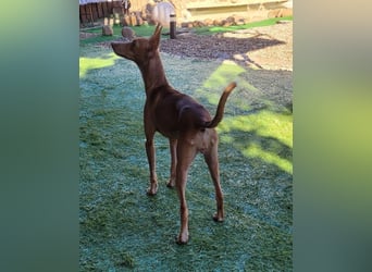 ELSA-liebevolles, zärtliches, kontaktfreudiges Mädchen sucht liebevolles Für-immer-Zuhause