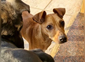 CANELA.fröhliches, lebensbeahendes, verschmustes Mädchen sucht ihr Für-Immer-Zuhause