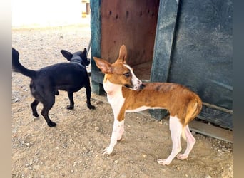 Bezaubernde FANI- kleine, zarte Fee sucht ihr liebevolles "Für-immer-Zuhause