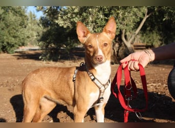 ARIEL-wunderschöne kleine Traumpodenca, sucht ihr liebevolle Zuhause