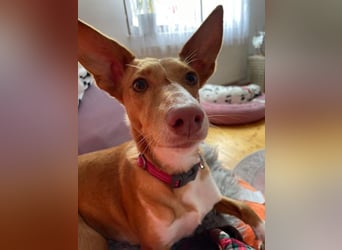 ZOEY-wartet sehnsüchtig auf Pflegestelle in 76756 Bellheim auf ihr Für-immer-Zuhause, gerne mit Lucy