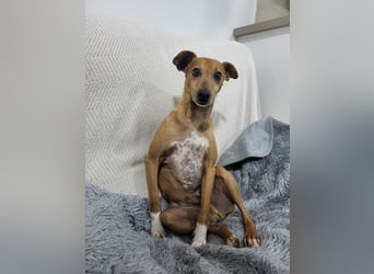 JOSUÉ-Liebe ist nicht immer laut - leiser Bub sucht endlich sein liebevolles Für-immer-Zuhause