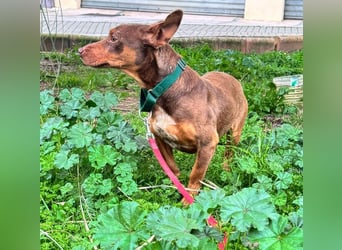 TOCHO- wartet ab 18.4.26 in 88662 Überlingen