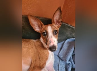 Bezaubernde FANI- kleine, zarte Fee sucht ihr liebevolles "Für-immer-Zuhause