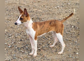 Bezaubernde FANI- kleine, zarte Fee sucht ihr liebevolles "Für-immer-Zuhause