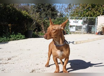 INMA-braucht dringend eine Familie der sie für den Rest ihres Lebens vertrauen kann