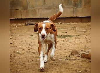 FINTIS- freundliches, bewegungsfreudiges, etwas schüchternes Mädchen sucht ihr liebevolles Zuhause
