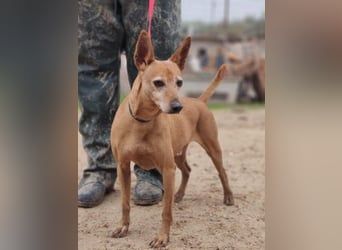 ZUMA-liebevoller Podenco mit großem Herz sucht sein Zuhause für immer