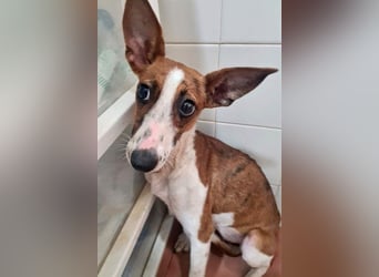 Bezaubernde FANI- kleine, zarte Fee sucht ihr liebevolles "Für-immer-Zuhause