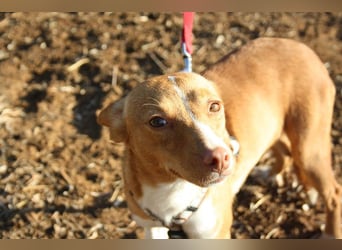 ARIEL-wunderschöne kleine Traumpodenca, sucht ihr liebevolle Zuhause