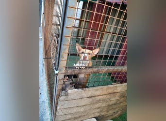 CANELO- wartet in 83146 Surheim auf liebevolles Zuhause