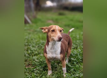 NAYA-braucht dringend wieder eine liebevolle, aktive Familie. Sie ist