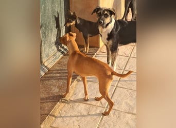 CANELA.fröhliches, lebensbeahendes, verschmustes Mädchen sucht ihr Für-Immer-Zuhause