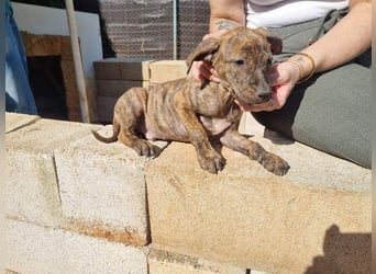 OREGON- ruhig, gelassen, erkundet der kleine Bub die Welt. Fehlt nur noch seine liebevolle Familie