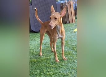ELSA-liebevolles, zärtliches, kontaktfreudiges Mädchen sucht liebevolles Für-immer-Zuhause