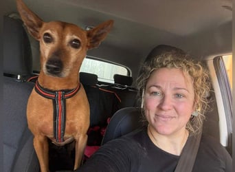 ZUMA-liebevoller Podenco mit großem Herz sucht sein Zuhause für immer